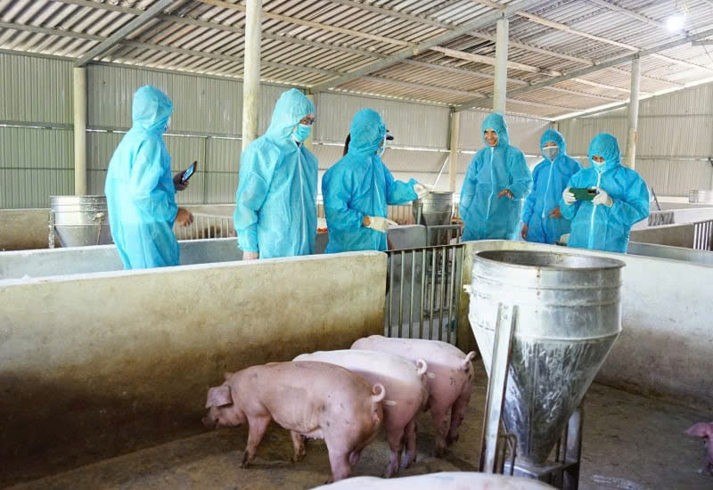 Khánh Hòa tăng cường biện pháp bảo đảm an toàn thực phẩm, phòng chống dịch tả lợn châu Phi